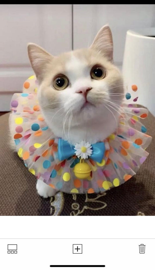 Cute cat collar